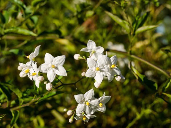 Solanum jasminoides blht bis in den Herbst - ein optimaler Standort vorausgesetzt