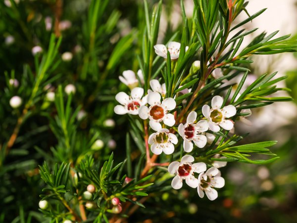 Chamelaucium uncinatum