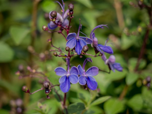 Clerodendrum ugandense