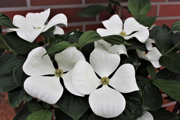 Extrem grosse Blte des  Cornus Venus 