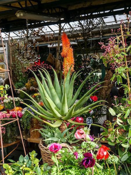 Aloe überwintern