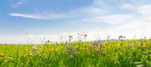 Blumenwiese anlegen