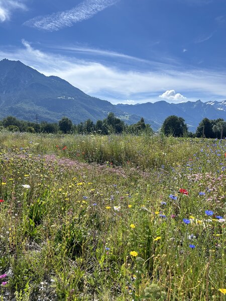Blumenwiese anlegen, Lubera Schweiz, Buchs SG