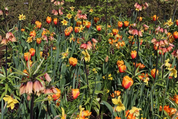 Blumenzwiebeln, Blumenzwiebel Beet anlegen, Blumenzwiebelmischungen