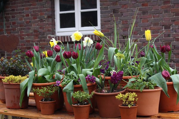 Blumenzwiebeln im Topf und Kbel, Blumenzwiebel Kombinationen, Tulpen, Narzissen, Hyazinthen 