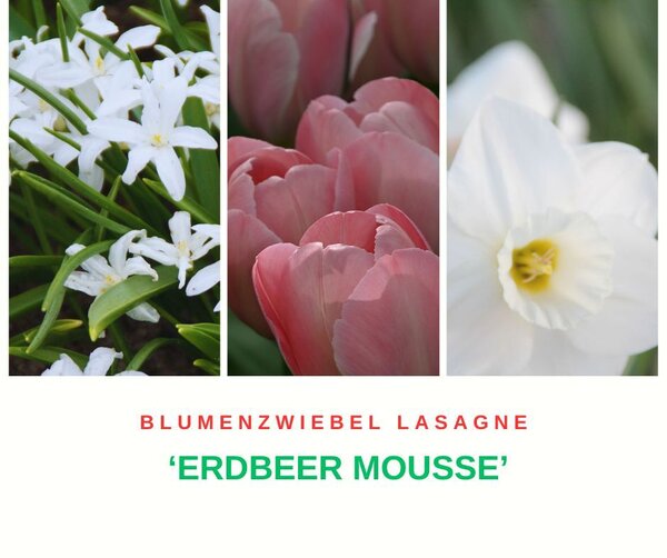 Blumenzwiebel Lasagne 'Erdbeer Mousse' mit Sternhyazinthe 'Alba', Darwin Tulpe 'Mystic van Eijk', Grosskronige Narzisse 'White Plume'
