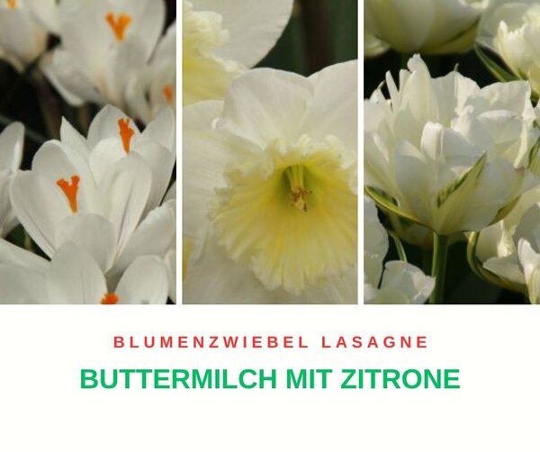 Blumenzwiebel Lasagne ?Buttermilch mit Zitrone?, Tulipe ,gefüllte Tulpe Tacoma, Narziisse Narcissus 'Tacoma', Crocus vernus 'Jeanne d'Arc', Krokus Blumenzwiebel Lasagne ?Buttermilch mit Zitrone?, Tulipe ,gefüllte Tulpe Tacoma, Narziisse Narcissus 'Tacoma', Crocus vernus 'Jeanne d'Arc', Krokus