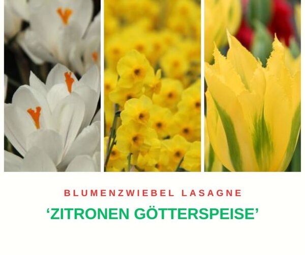 Blumenzwiebeln, Blumenzwiebel-Lasagne mit Botanischer Krokus 'Ard Schenk', Narzisse Jonquilla 'Kokopellii', Viridiflora Tulpe 'Green Mile' Blumenzwiebeln, Blumenzwiebel-Lasagne mit Botanischer Krokus 'Ard Schenk', Narzisse Jonquilla 'Kokopellii', Viridiflora Tulpe 'Green Mile'