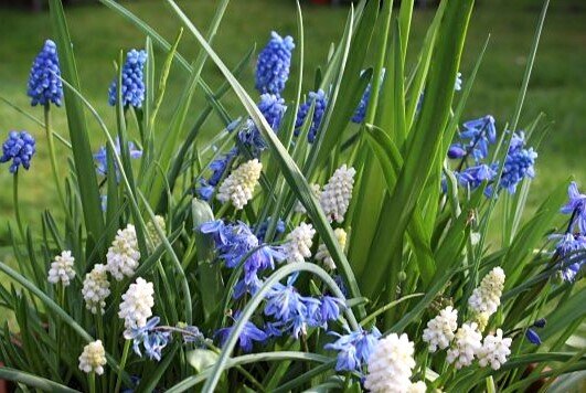 Blumenzwiebel Mix 'Frhlingsfrische', Blumenzwiebelmischung, Sommer-Knotenblume (Leucojum aestivum) 'Gravetye Giant', Traubenhyazinthen-Mischung (Muscari armeniacum), Sternhyazinthe (Chionodoxa luciliae) 'Alba', Sternhyazinthe (Chionodoxa forbesii)  'Blue