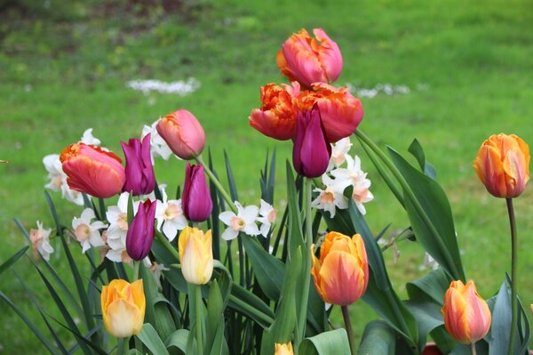 Blumenzwiebel Mix 'Frhlingsleuchten', Blumenzwiebelmischung, Krokus (Crocus vernus) Grossblumiger Krokus 'Remembrance', Tulpen (Tulipa- Sorten) Tulpensorten Einfache frhe Tulpe 'Prinses Irene',  Papageien Tulpe, Lilienbltige Tulpe 'Me