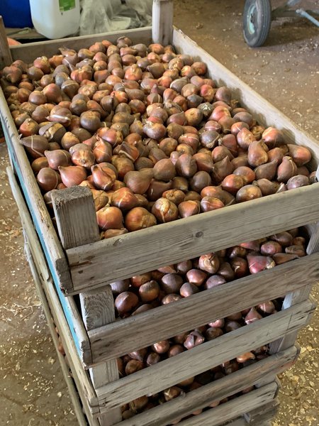 Blumenzwiebeln sind angekommen Lieferung Bad Zwischenahn