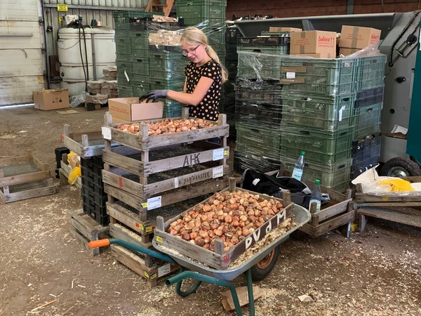 Blumenzwiebeln sind angekommen Lieferung Bad Zwischenahn