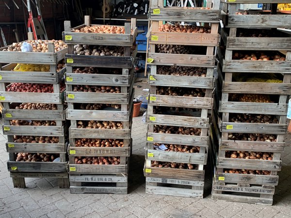 Blumenzwiebeln sind angekommen Lieferung Bad Zwischenahn