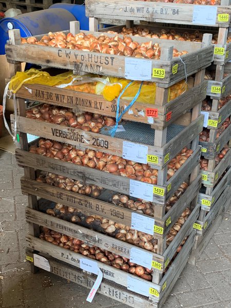 Blumenzwiebeln sind angekommen Lieferung Bad Zwischenahn