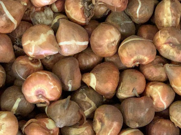 Blumenzwiebeln sind angekommen Lieferung Bad Zwischenahn