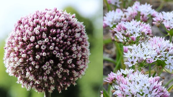 Sommerbl&uuml;hende Blumenzwiebeln, die im Herbst gepflanzt werden: Augustbeet