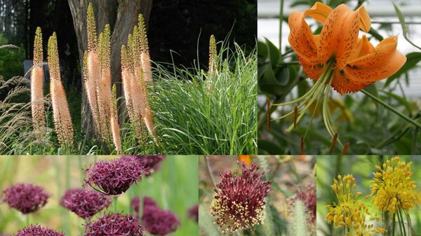 Sommerbl&uuml;hende Blumenzwiebeln, die im Herbst gepflanzt werden: Julibeet