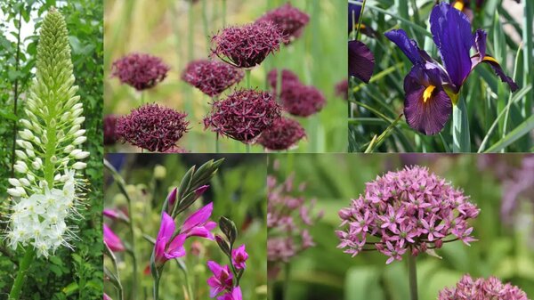 Sommerbl&uuml;hende Blumenzwiebeln, die im Herbst gepflanzt werden: Junibeet