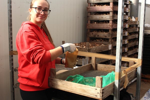 Emballage des bulbes de fleurs chez Lubera