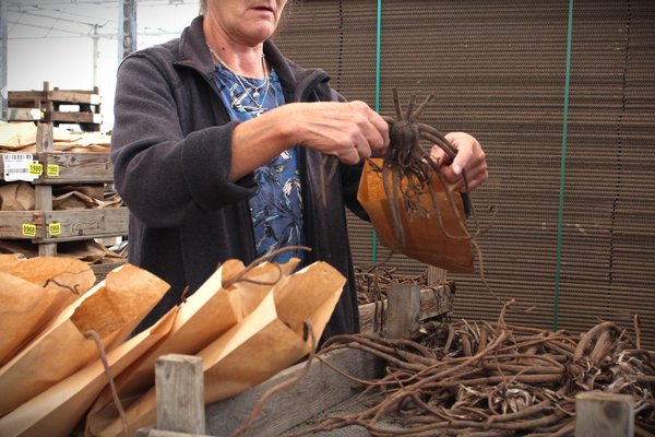 Emballage des bulbes de fleurs chez Lubera