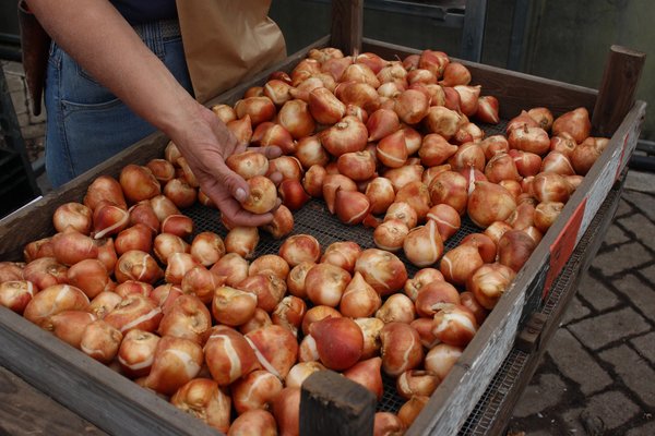 Emballage des bulbes de fleurs chez Lubera