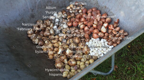 Blumenzwiebelwiese mehrj&auml;hrig anlegen