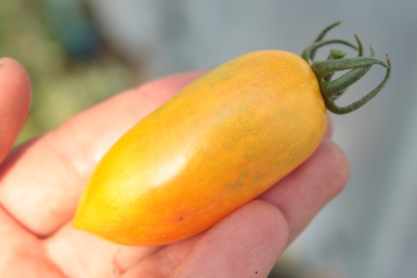 Heirloom Tomate 'Blush' (Solanum lycopersicum)