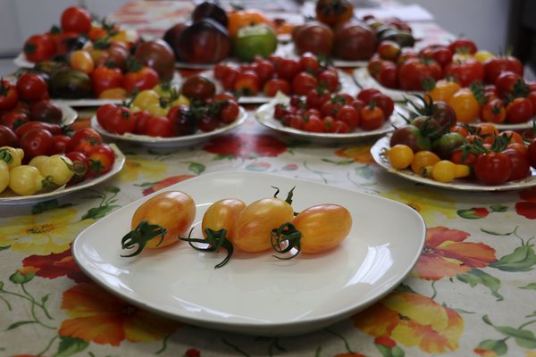 Heirloom Tomate Blush (Solanum lycopersicum)