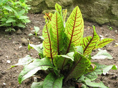 Blutampfer (Rumex sanguineus)