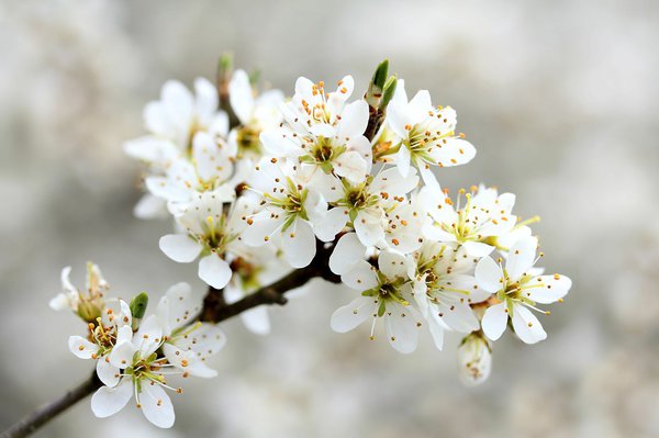 Baum mit weißen Blüten: Schlehe