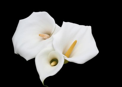 Blüte der Drachenwurz (Calla)