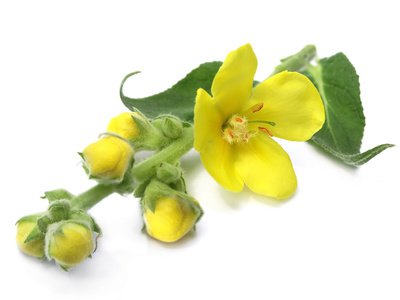 Blüte der Königskerze (Verbascum)