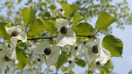 Blüte des Taschentuchbaums (Davidia involucrata)