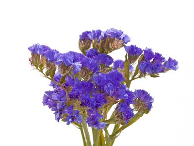 Blüte des violetten Strandflieders, Meerlavendel