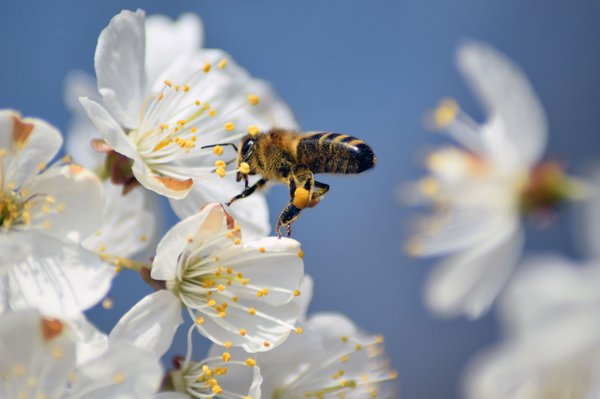 Obstbäume blühen überwiegend weiß oder rosafarben