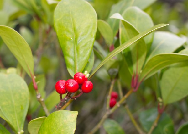 Blütenskimmie Beeren sind für Vögel nicht giftig.