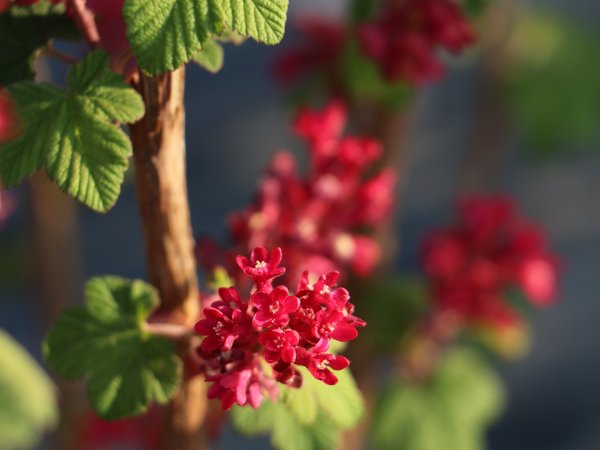 Blutjohannisbeere schneiden, Zierjohannisbeere RedHope, Ribes sanguineum, Lubera
