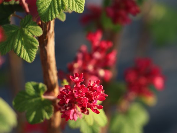 Blutjohannisbeere schneiden, Zierjohannisbeere RedHope, Ribes sanguineum, Lubera