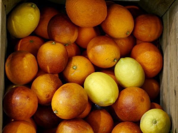 Apfelsine echte Orange Orangenbaum Citrus sinensis Zitruspflanze 