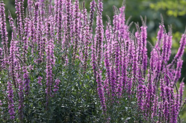 Blutweiderich, Lythrum salicaria