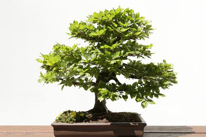 Laubbaum als Bonsai