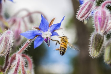 Borretsch Verwendung in der Medizin