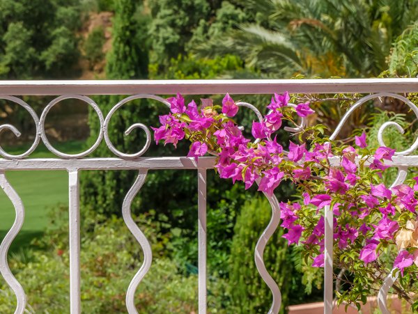 Bougainvillea Pflege