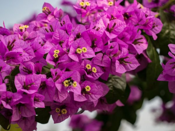 Blühend und modern: Bougainvillea