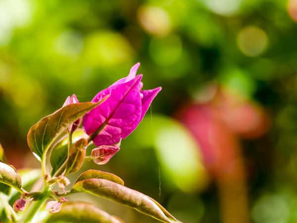 Eine sich öffnende Bougainvillea Blüte