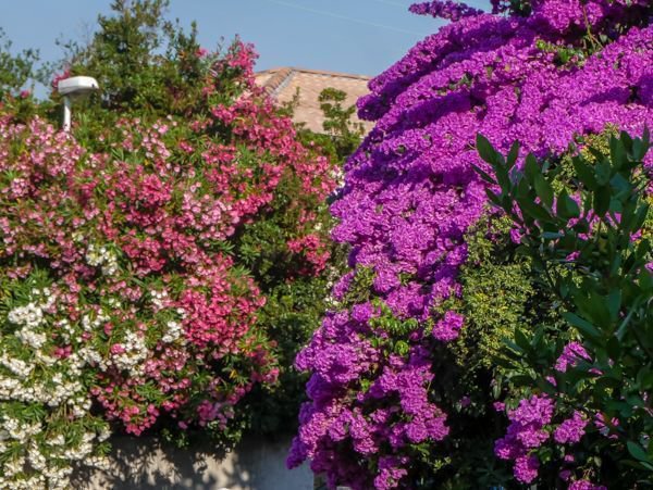 Bougainvillea Standort