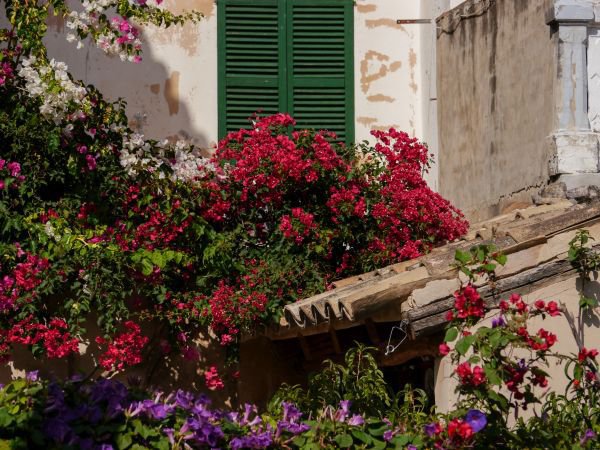 Bougainvillea blüht nicht