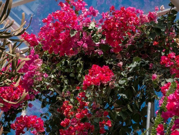 Bougainvillea Standort