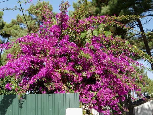 Bougainvillea pflanzen: dunkelviolette Bougainvillea glabra