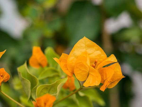 Bei idealer Pflege leuchten die Blüten der Bougainvillea wundervoll